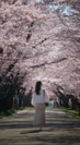 戸田記念墓地公園の桜