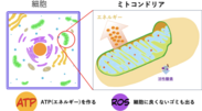 ミトコンドリアの働き