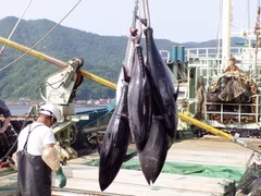 マグロの水揚げ(提供：境港観光協会)