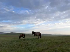 現地放牧馬の画像