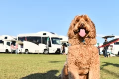 ペット同伴での来場が可能2