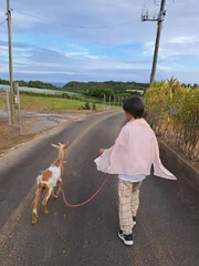 やぎさんとお散歩中！