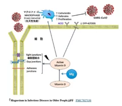 画像(1) MgとビタミンDの役割