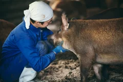 贅豚飼育の様子(2)