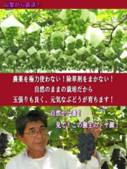 深沢農園では、巨峰のエキスパートである園主の腕と それ加えて、安心安全の草生栽培を行っております。