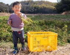 幼児が採れたてのニンジンを丸かじり