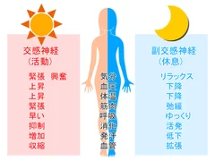 自律神経は身体の重要な機能をコントロールしている