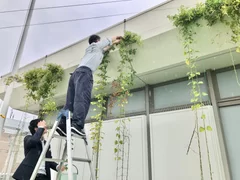 松坂屋上野店の屋上で青々しく茂ったホップの枝をハサミで切り落とす瞬間