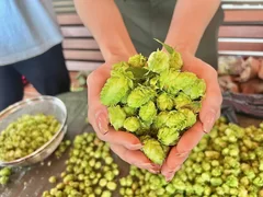 ホップの香りに包まれながら天塩にかけて育てたホップをたくさん収穫