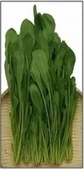 全国から集まる冬に絶品で希少な「鍋野菜」(壬生菜(みぶな))