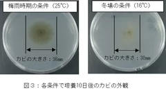 (図3)各条件で培養10日後のカビの外観