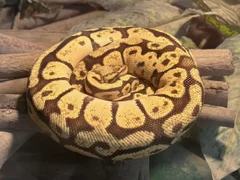 【東武動物公園】「東武動物公園 飼育員おしごと体験福袋」イメージ