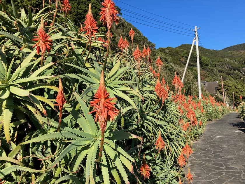 伊豆白浜に群生するアロエ