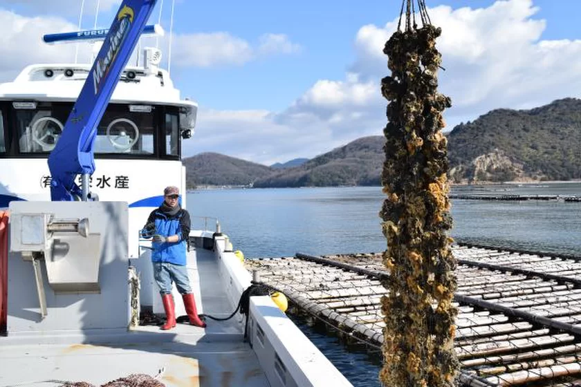 牡蠣の水揚げ見学