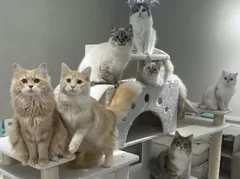 Cat Cafe