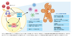 (図1)Nrf2の活性化による効果