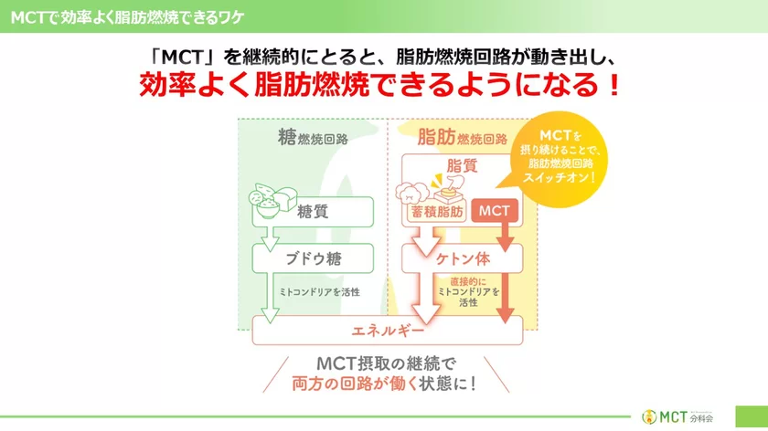 MCTが脂肪燃焼回路を動かす