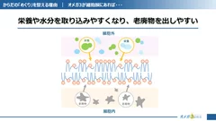 細胞膜に柔軟性を与える