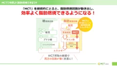 MCTが脂肪燃焼回路を動かす