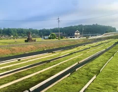 苔の栽培風景1