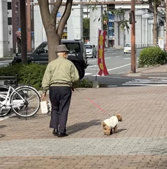 子犬の時から飼う自信がない