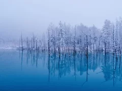 冬の青い池