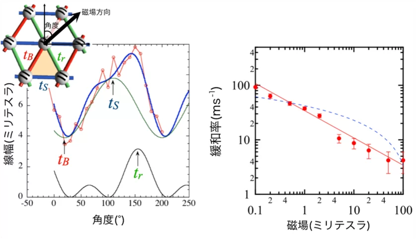 図1 β'-EtMe3Sb[Pd(dmit)2]2のESR線幅およびμSR緩和率の振る舞い