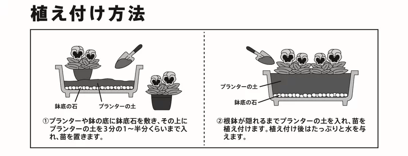 植えつけ方法(プランターの場合)