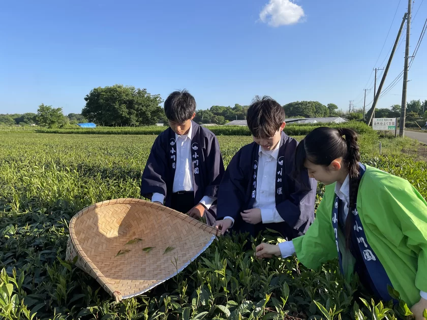 佐倉高校 佐倉茶を知る