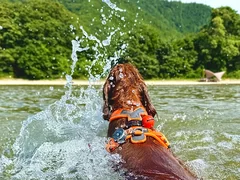 写真4) わんちゃんと湖