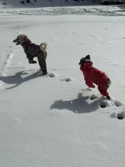 ノーリード可の雪山ドッグラン