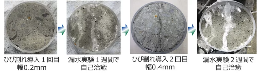 写真1：ひび割れの自己治癒状況