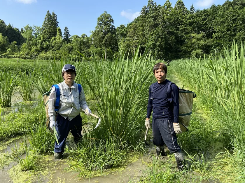 真菰農園で作業