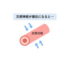 交感神経により血管が収縮