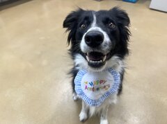 災害救助犬カミーノは2月1日に6歳のお誕生日を迎えます