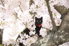 黒猫写真5