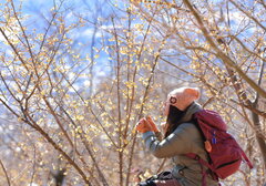 長瀞宝登山臘梅園からの眺望4