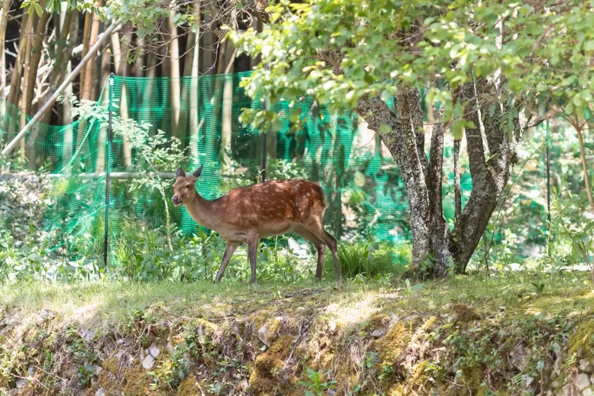 敷地に現れた野生の鹿