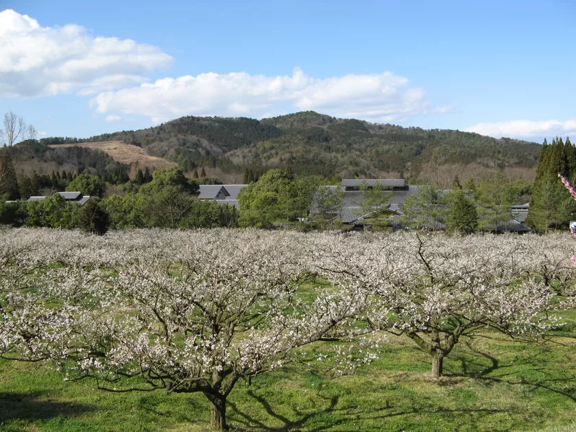 3月上旬 城州白の見頃の様子