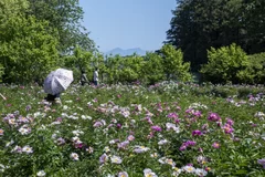 芍薬畑と筑波山