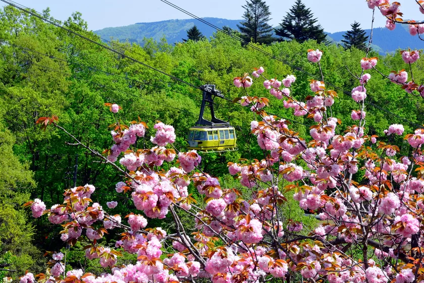 長瀞町内の桜　イメージ2