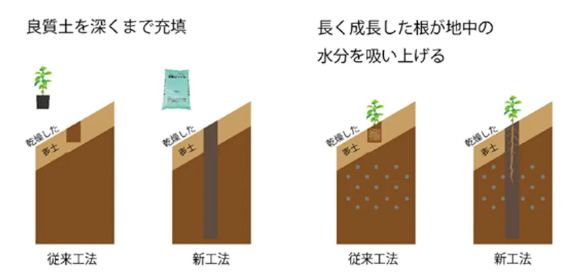 直根苗の特徴