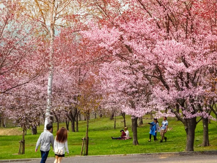 【芦別観光】旭ヶ丘公園桜