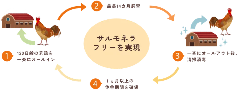 養鶏場では、オールインオールアウト方式により、サルモネラ菌やその他の病原が常在しない環境を保っています