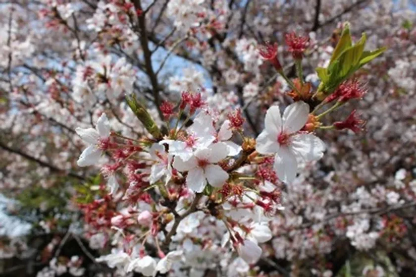 新座キャンパス桜