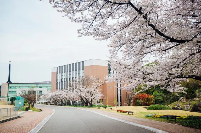 昨年の桜の様子(1)