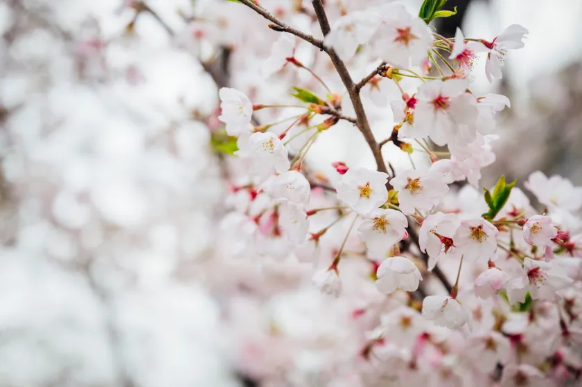 昨年の桜の様子(2)