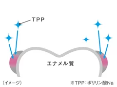 図3：TPP図