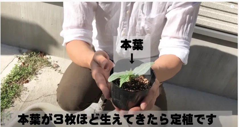 栽培方法は公式YouTubeチャンネルでサポート
