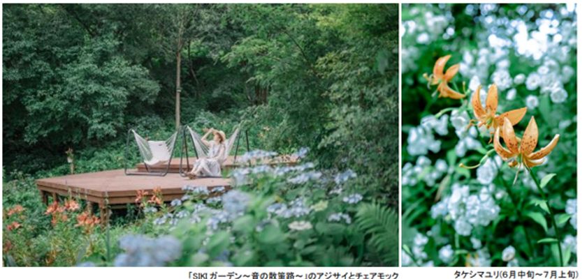 ROKKO森の音ミュージアム
SIKIガーデンSummer Season
アジサイ、バラ、ユリに彩られた
避暑地のナチュラルガーデン
2025年6月21日(土)~8月22日(金)